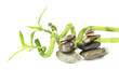 Still life with green bamboo plant and stones, isolated on
