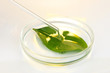 Chemical research in Petri dish on light yellow background