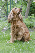Cocker Spaniel Kira