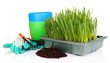 Seed box with seedling isolated on white