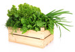 Useful herbs isolated on white