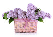 Beautiful lilac flowers isolated on white