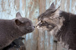 two cats meeting