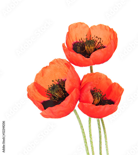 Photo: Poppy flowers isolated on white Poppy flowers isolated on white