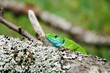 green lizard