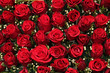Red roses and small white berries