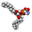 Phosphatidylserine (PS) cell membrane building block, molecular