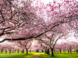 Foto: Farbe des Frühlings: Garten mit Japanischen Kirschblüten Farbe des Frühlings: Garten mit Japanischen Kirschblüten