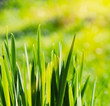 natural green background with selective focus