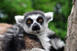 Katta (Lemur catta)