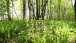 Forest glade with flowers. Slow motion. Stabilized  video.