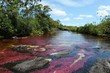 Canio Cristales mountain river. Colombia