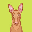Egyptian Pharaoh Hound