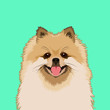 Pomeranian