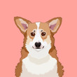 Pembroke Welsh Corgi