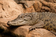 crocodile