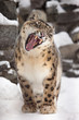 snow leopard