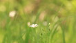 One white flower in the field