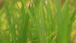 Video: Green grass close up Green grass close up