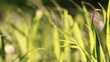 Video: yellow and green grass close up and wind yellow and green grass close up and wind