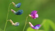 Two bright steppe flowers