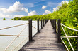 Wooden bridge in mangrove forest