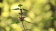 Steppe flower on a wind