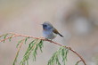 ヒマラヤの野鳥　ノドグロヒタキ