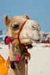 Head of a camel on a background of blue sky