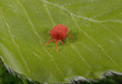 Foto: rote Samtmilbe auf jungem Blatt rote Samtmilbe auf jungem Blatt