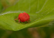 Foto: rote Samtmilbe rote Samtmilbe