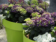 blüten6