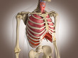 Man skeleton with internal organs. 3 D digital rendering.