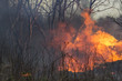 wildfire