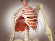 Ilustración: Man skeleton with internal organs. 3 D digital rendering. Man skeleton with internal organs. 3 D digital rendering.