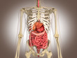 Ilustración: Man skeleton with internal organs. 3 D digital rendering. Man skeleton with internal organs. 3 D digital rendering.