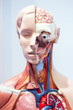 The medical human organs model