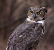 Concerned Great Horned Owl (Bubo virginianus)