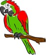 Illustration: papagei papagei