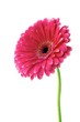 Gerbera