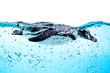 Humboldt Penguin (Spheniscus humboldti)