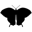 butterfly clipart