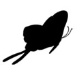 Schmetterling