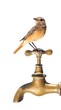 Foto: Bird and faucet. Bird and faucet.