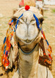 Egyptian Camel