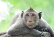 Lazy monkey