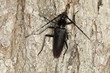 Female Great capricorn beetle (Cerambyx cerdo)