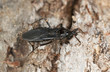 Masked Assassin Bug (Reduvius personatus)