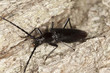 Female Great capricorn beetle (Cerambyx cerdo)