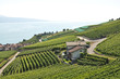Vineyards in Lavaux region, Switzerland